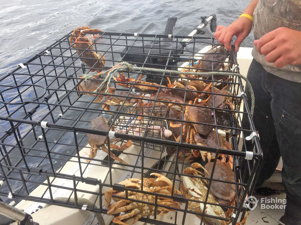 A closeup of a trap with several Crab inside sitting on the side of a white boat next to some dark sea water with the hands of the Crab fisherman visible to the right of the photo