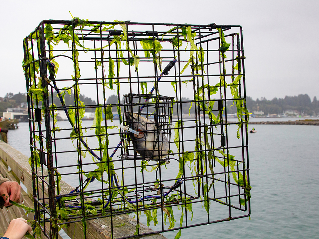 A large Crab trap that's covered in seaweed contains the head of a dead fish for bait