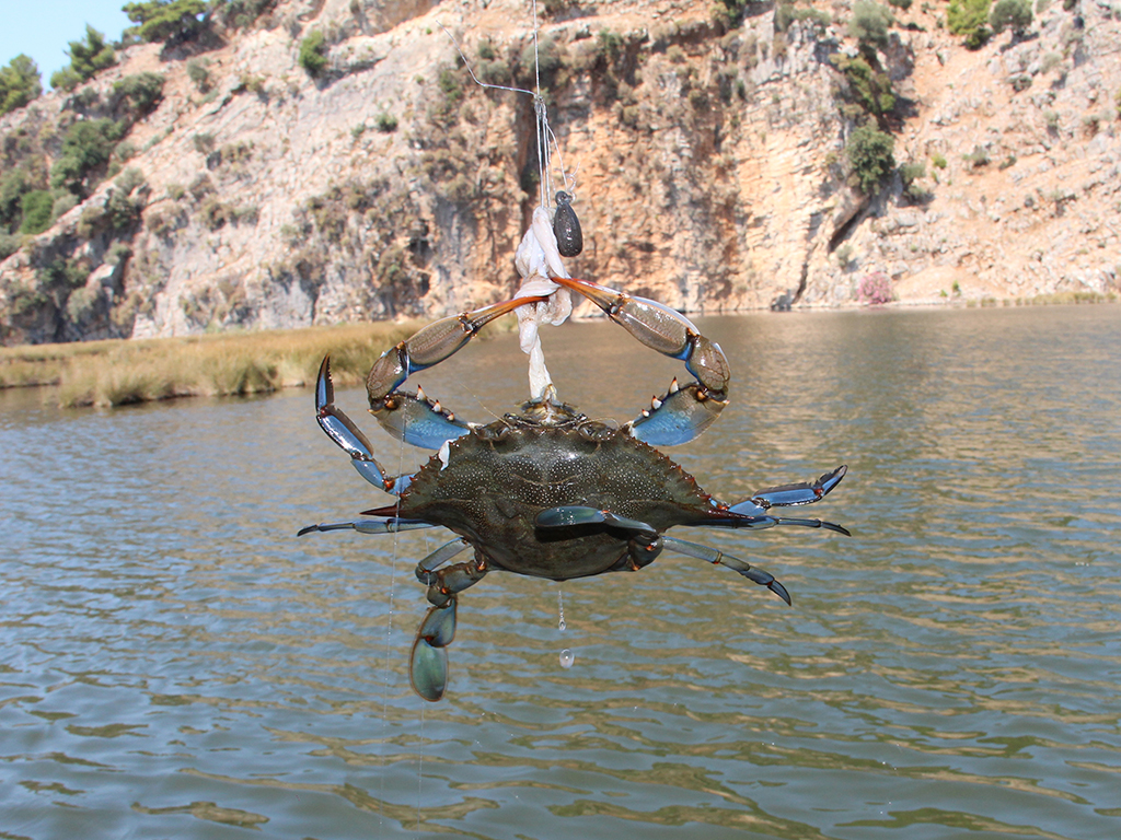 A hooked Blue Crab hangs suspended from a fishing line that's prepared with some meat and a sinker