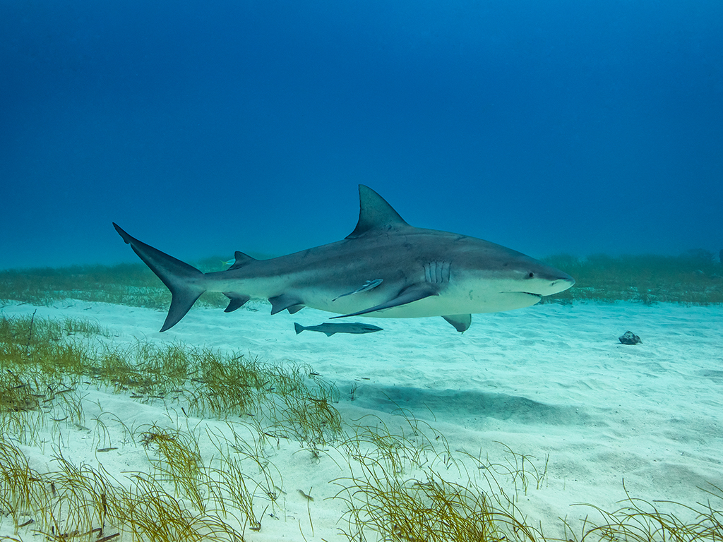 An underwater image of a Bull Shark swimming close to a sandy sea bed in shallow water among strands of sea grass