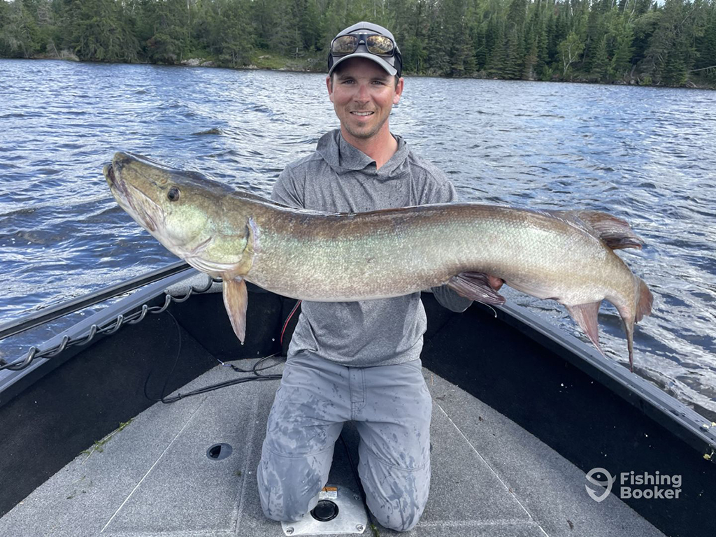 An angler on a drift boat on the Niagara River holds a large 50.5-inch Musky near a tree-lined river bank