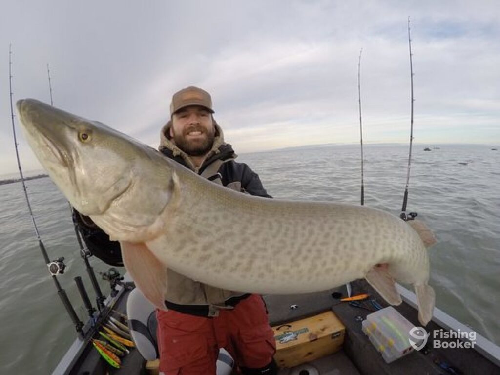 An angler in a hat holds a huge Musky across his body with several fishing rods and artificial lures on the boat behind him