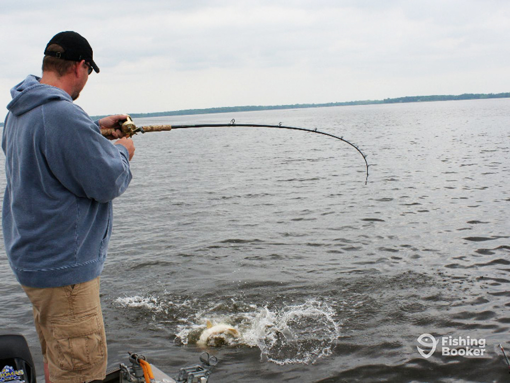 A male angler holds a bent fishing rod aboard a boat as he fights with a Musky near the surface of the water