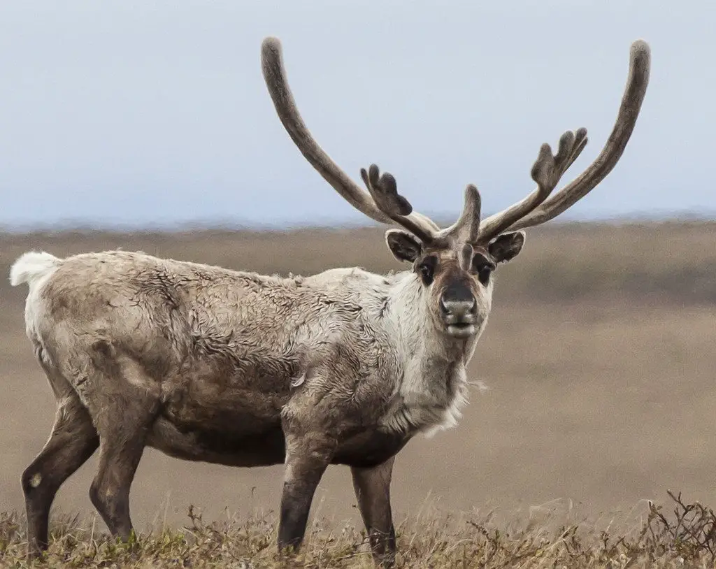 Are Caribou and Reindeer the Same Animal?