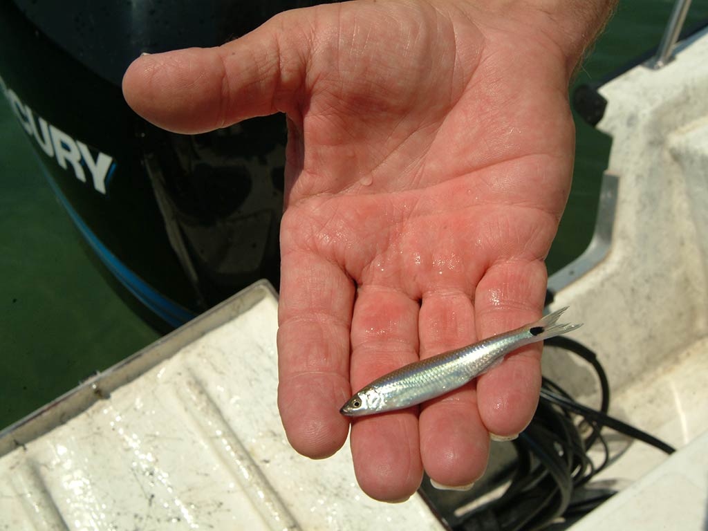 A closeup of a hand holding a small shiner to be used as bait fish