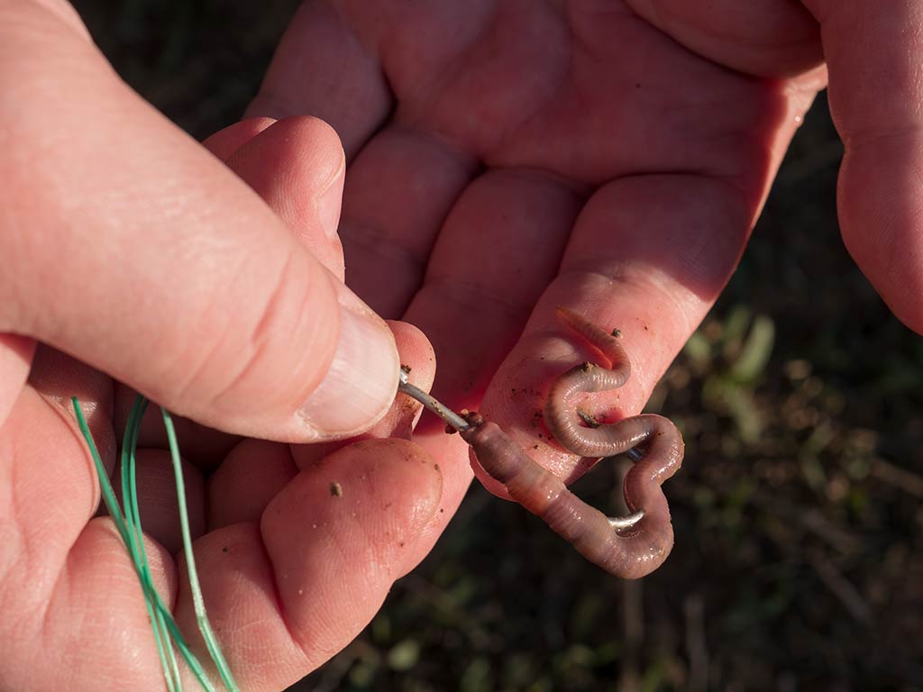 A closeup of a worm being spiked, ready to be used as bait for Smallmouth Bass