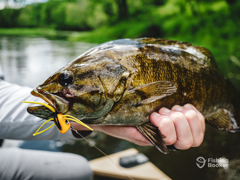 A close up of an angler's hand holding a Smallmouth Bass with an artificial lure hanging out of the corner of its mouth