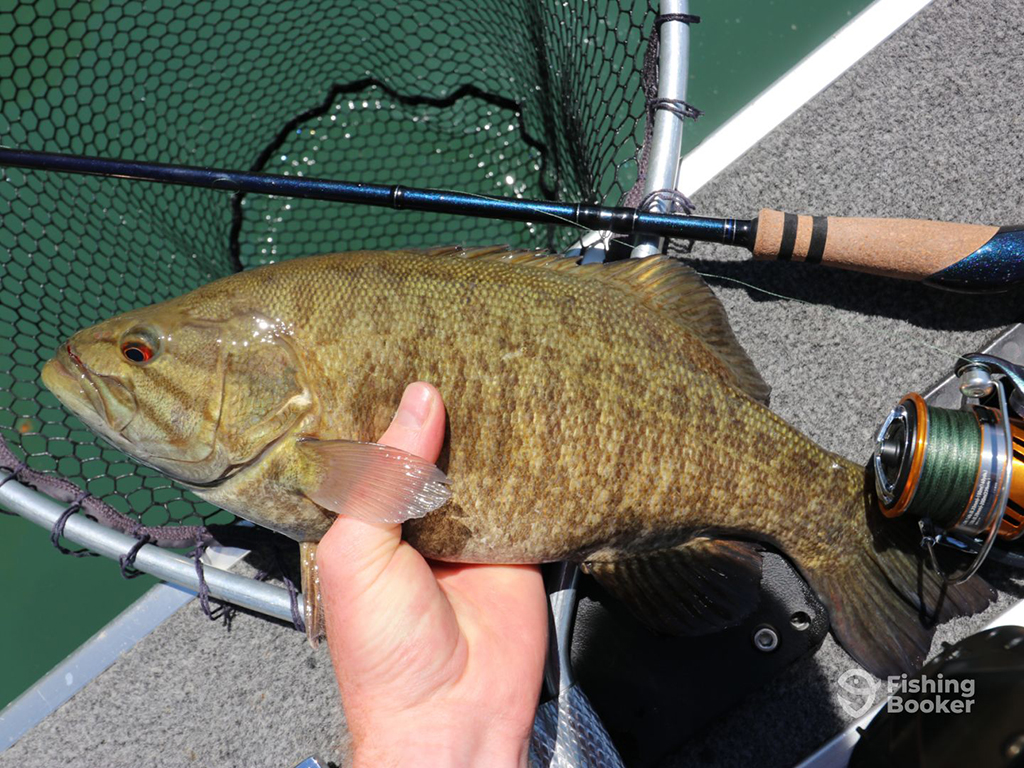 An angler's hand holds a Smallmouth Bass by the side of a boat next to a fishing rod and spinning reel as well as a release net 