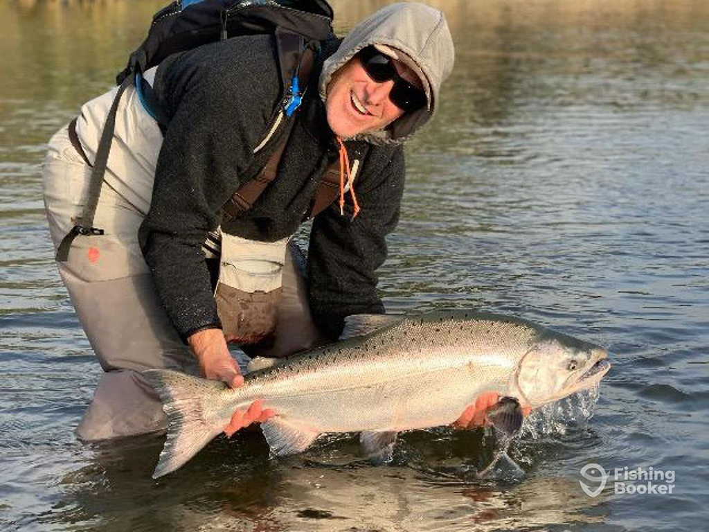 An angler standing in a shallow river in Eugene, Oregon releases a large Coho Salmon back into the water on a sunny day