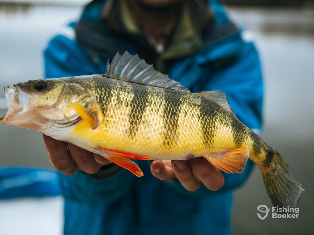 A closeup of a bright Yellow Perch held towards the camera. The angler holding it is out of focus and is wearing a blue rain jacket and standing on a boat on a river in Maryland
