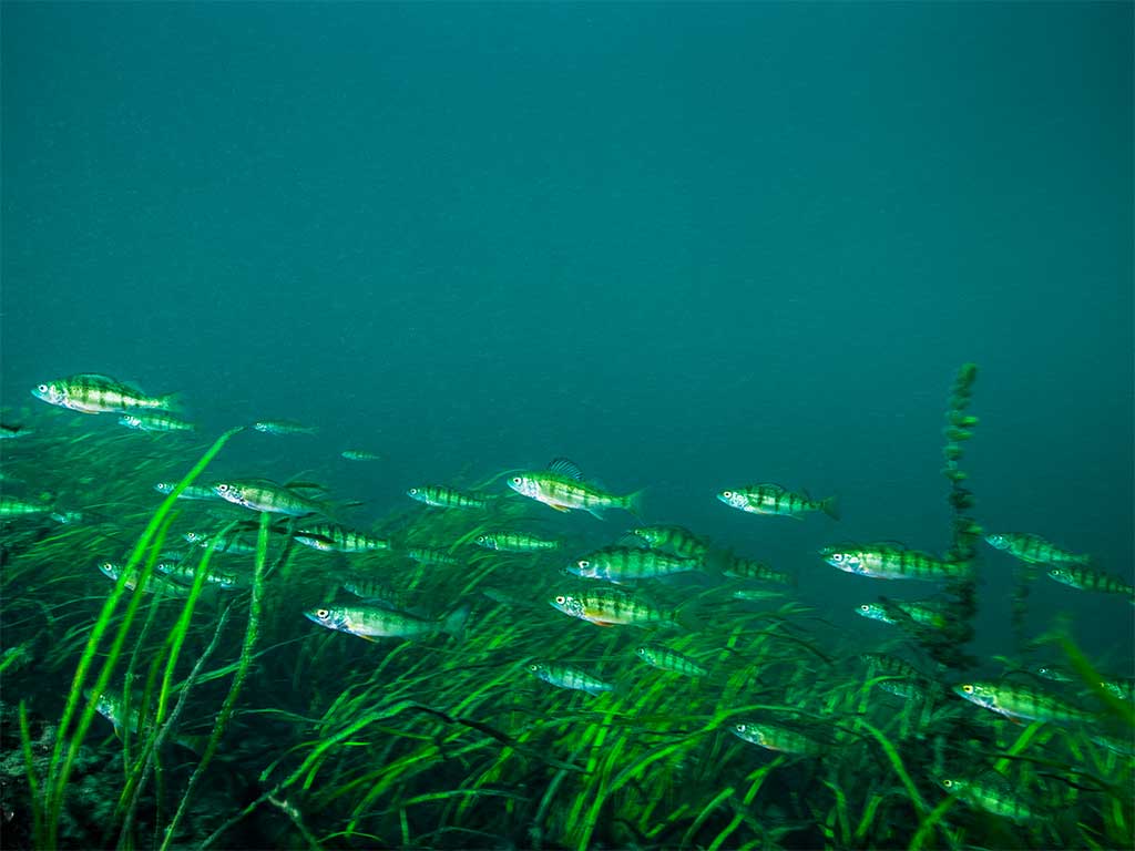 An underwater picture of a school of several small Perch swimming through murky water near long green aquatic grass