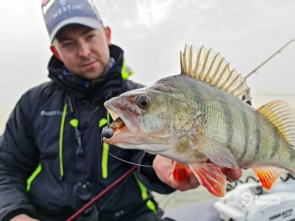 A pensive male angler holds a European Perch towards the camera, with a jig lure clearly visible in the Perch's mouth