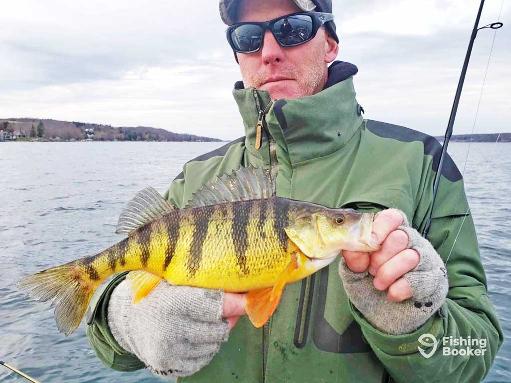 A serious male angler in sunglasses standing on a boat on an open lake holding a Yellow Perch 