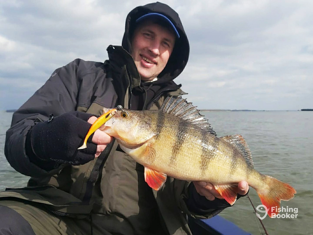 An angler sitting on a boat on a lake holding a European Perch with a jig hanging out of its mouth on a cloudy day