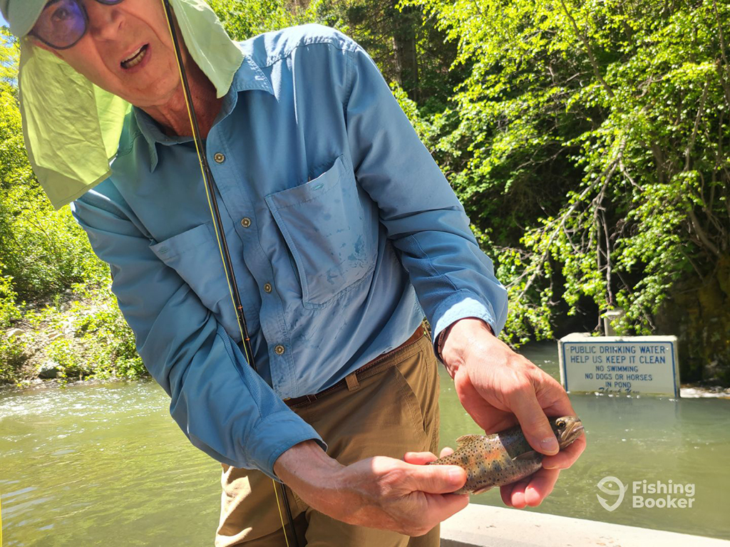 An angler holds a small Cutthroat Trout on a backcountry river in Utah  with lush spring foliage in the background