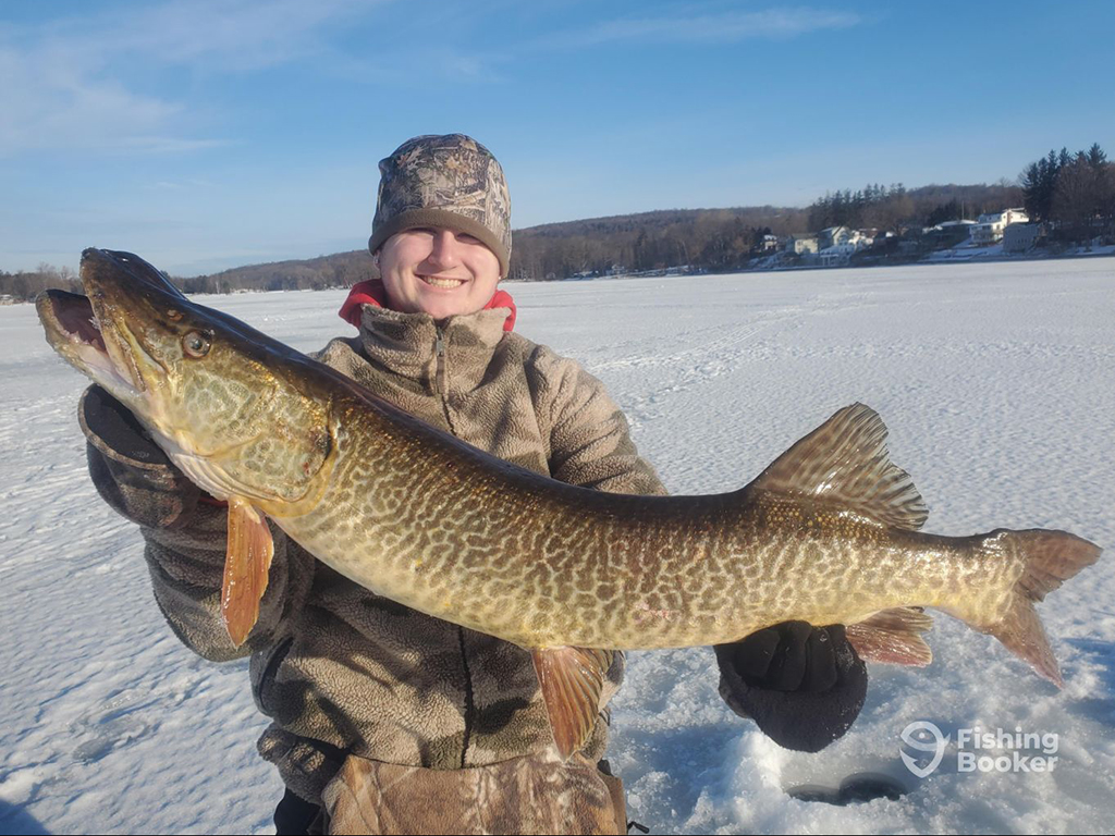 An angler who has been ice fishing holds a large Tiger Musky on an iced-over lake in the winter