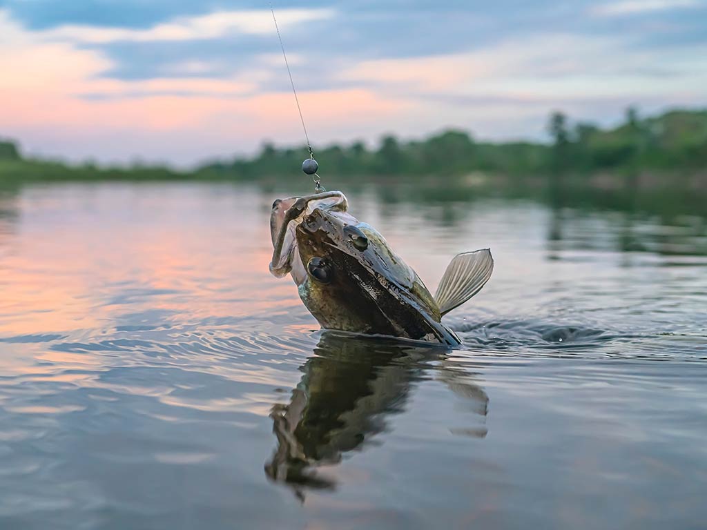 A closeup of a Walleye's head sticking out of the water at sunset, having been hooked by a fishing line in calm water