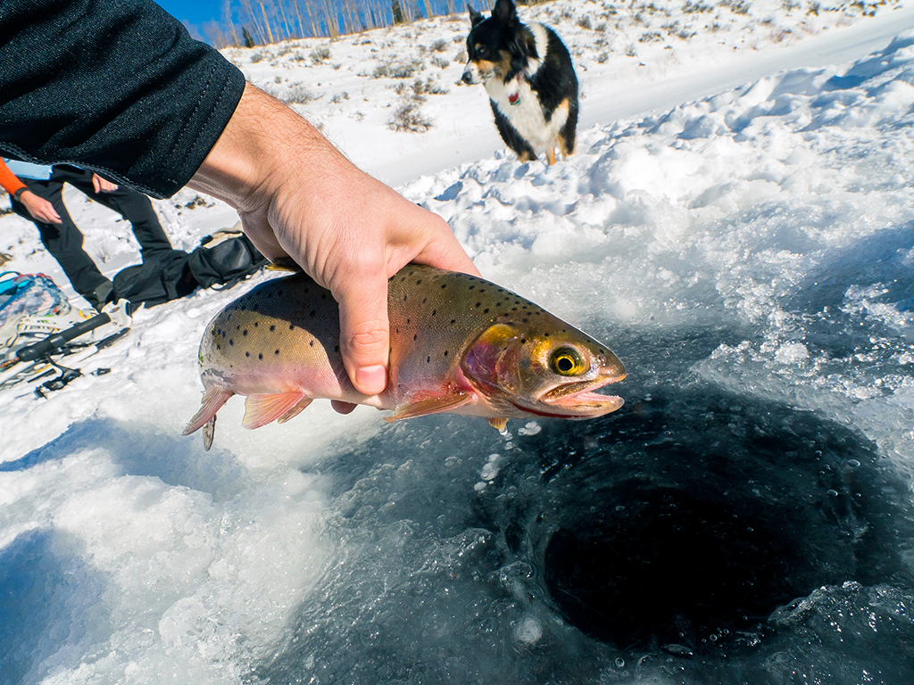 A close up of a hand holding a Cutthroat Trout next to a hole in the ice after ice fishing in Utah. A dog, another angler, and a fishing rod are visible in the background