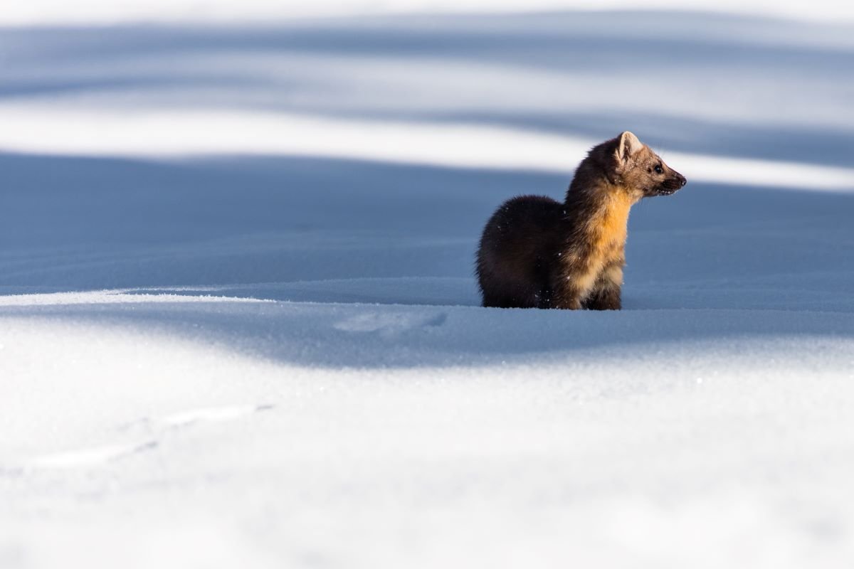 Elusive and Adorable American Marten Spotted on Wisconsin’s Madeline Island