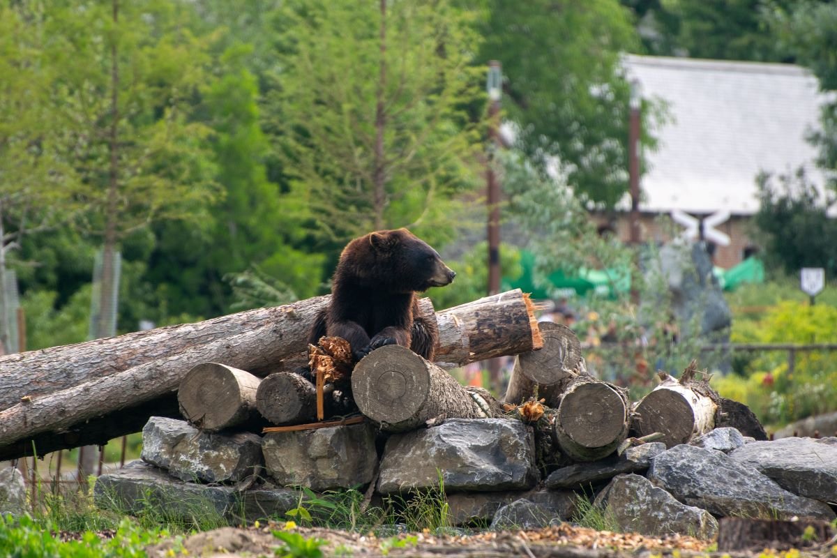 Black Bears on the Move: Are They Making Their Way Across Tennessee?