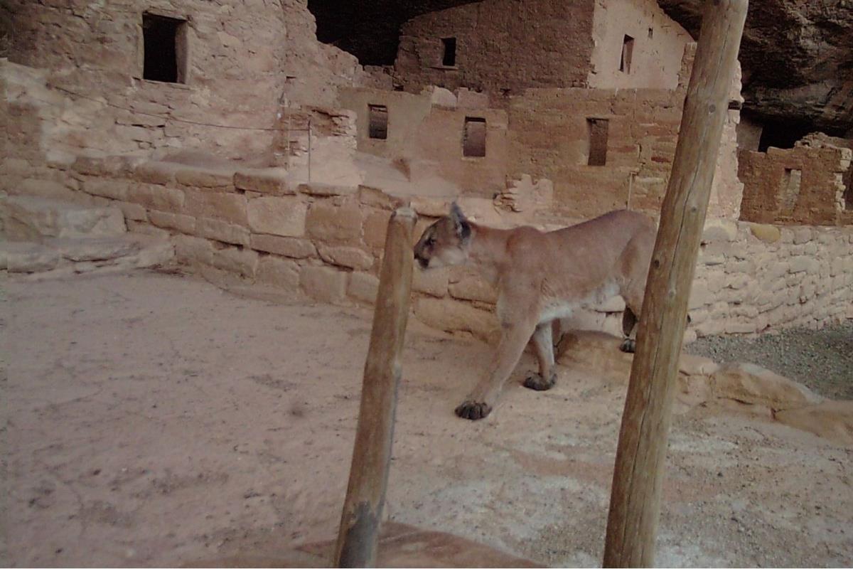 animals at mesa verde national park