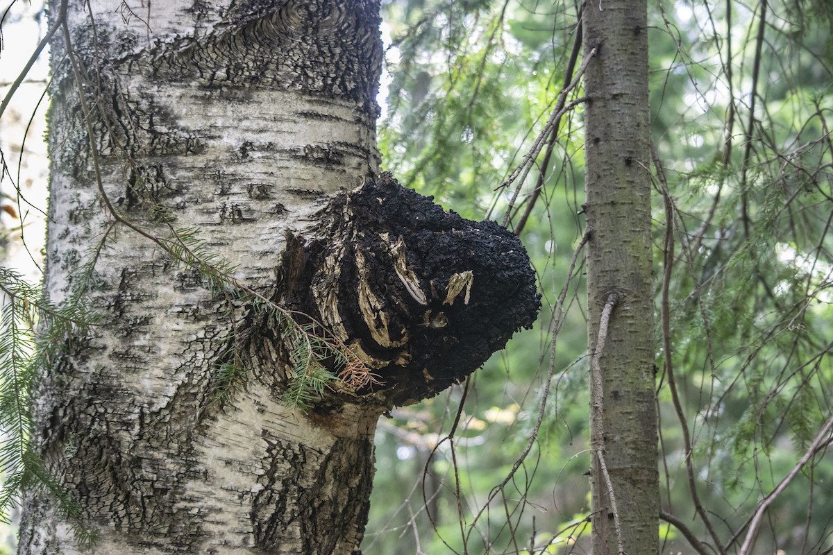 chaga mushroom