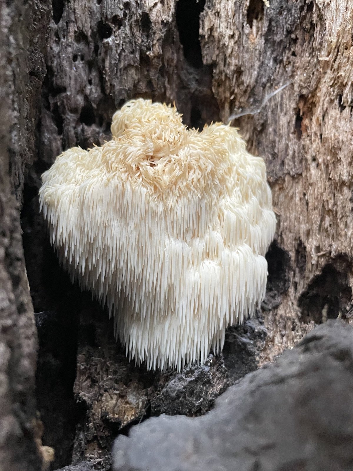 lion's mane mushroom