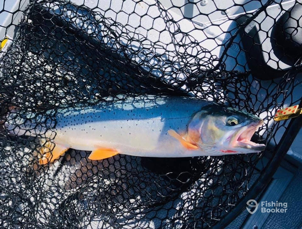 A closeup of a trophy Cutthroat Trout lying in a net on a boat ready for release