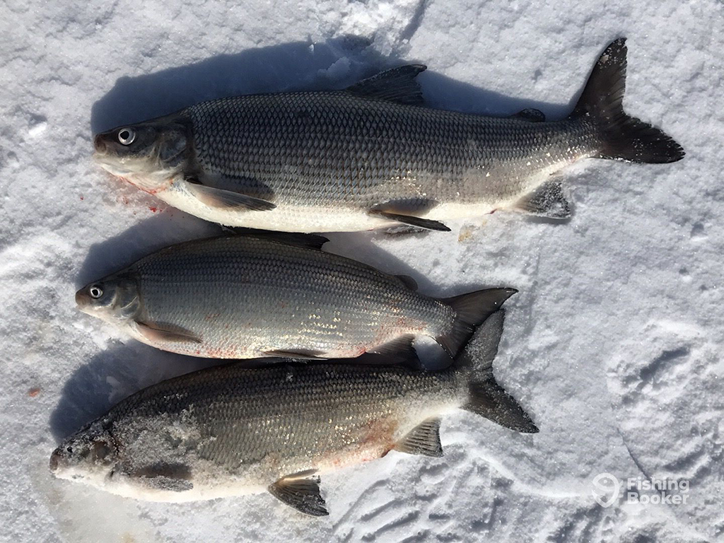 Three Whitefish lie on a snowy surface of a lake having been caught when ice fishing