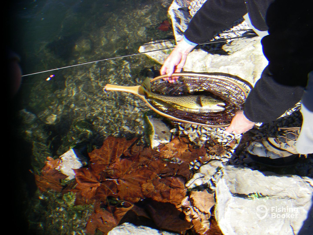 A view from above of a Trout lying in a release net on the rocky bed of a shallow stream, while an anonymous angler's arms hold the net. Some large autumnal leaves and a fly rod are visible on either side of the fish