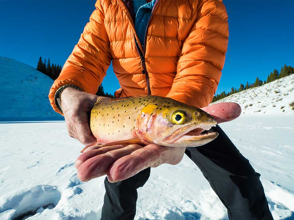 A closeup of a Cutthroat Trout held by an angler wearing an orange jacket standing on an icy lake in Wyoming with an ice fishing hole visible in the corner of the photo