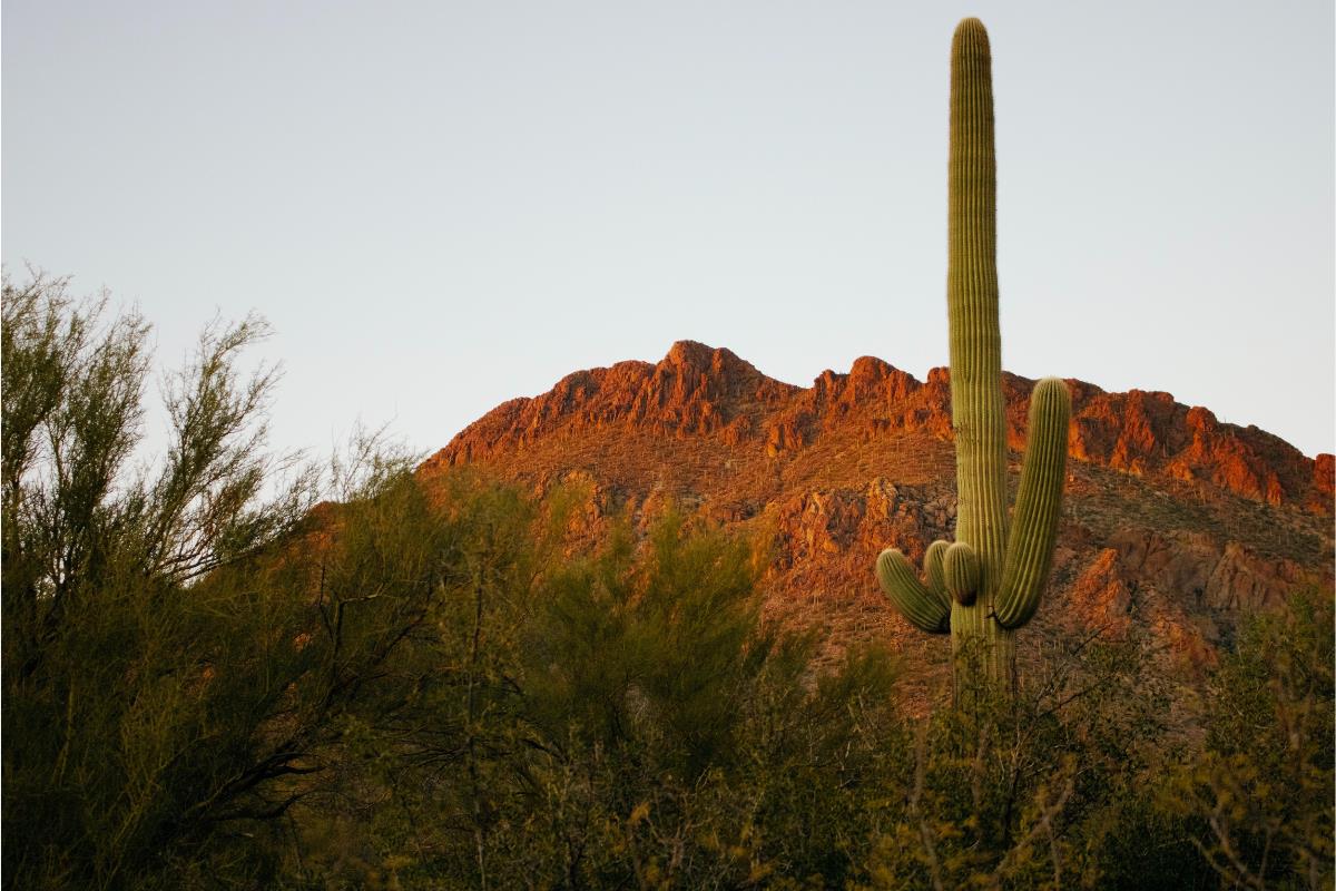 saguaro national park worth visiting