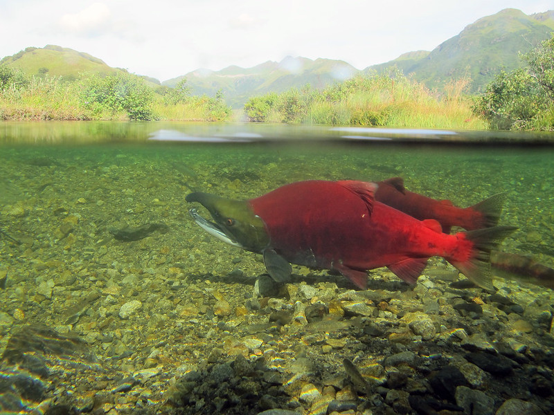 Supreme Court Denies Alaska’s Bid to Revive Pebble Mine