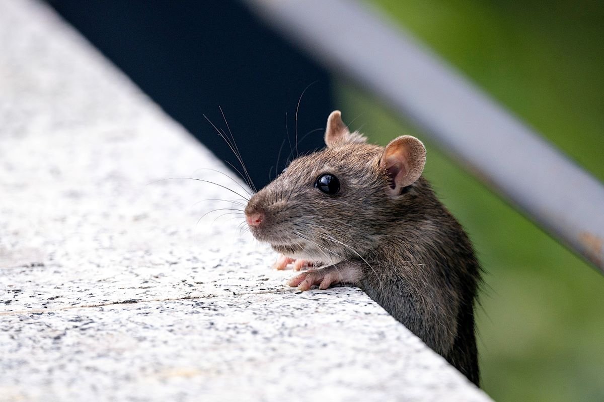 Helpful Mouse Secretly Filmed Tidying Man’s Shed Every Night