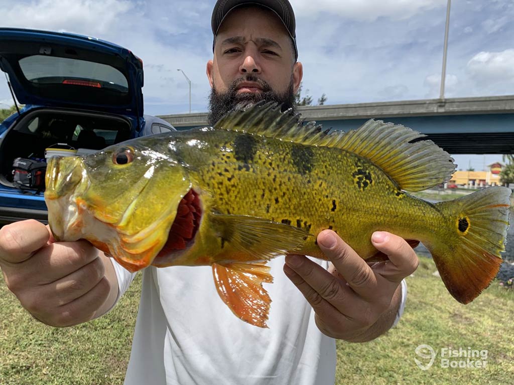 A man presenting a Peacock Bass to the camera in front of a bridge in the wider Miami area on a day with sunny intervals