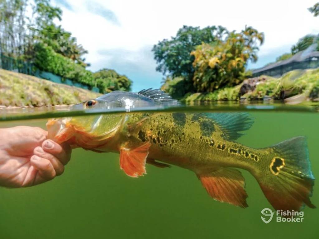 A view of a Peacock Bass taken with the camera half underwater showing the fish being held by its mouth partially submerged in the water