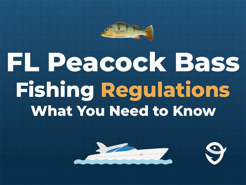 An infographic featuring a vector of a Peacock Bass, a vector of a boat, and the FishingBooker logo, along with text stating "FL Peacock Bass Fishing Regulations: What You Need to Know" against a blue background