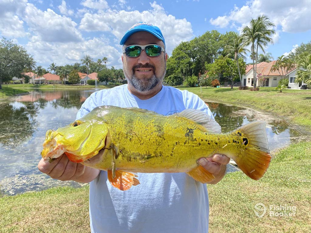 A man in alight blue t-shirt and baseball cap holding a colorful Peacock Bass next to a river on a clear day in Miami