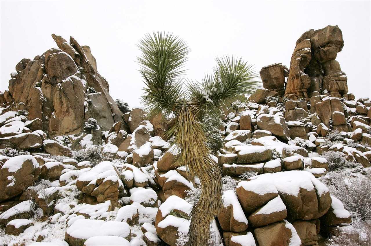 Beautiful Snowy Scenes from Joshua Tree National Park: How Rare is it?