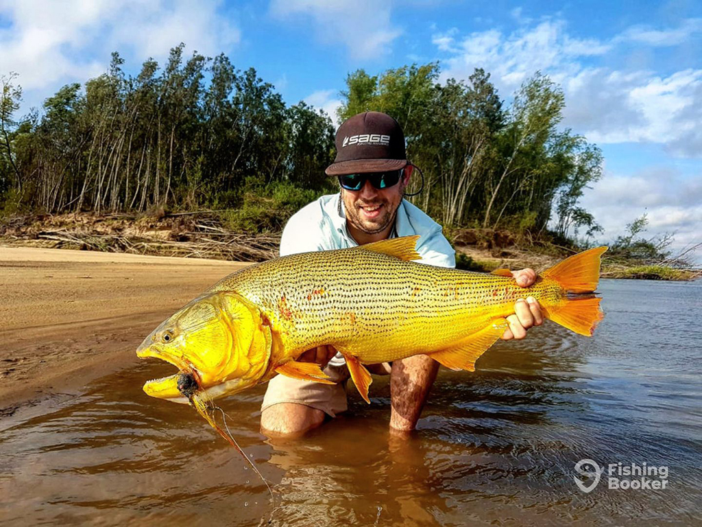 An angler kneels in shallow muddy waters by a river bank with a large Golden Dorado resting on his knee. The fly used to catch the Dorado is visible in its mouth and jungle trees and blue skies are in the background