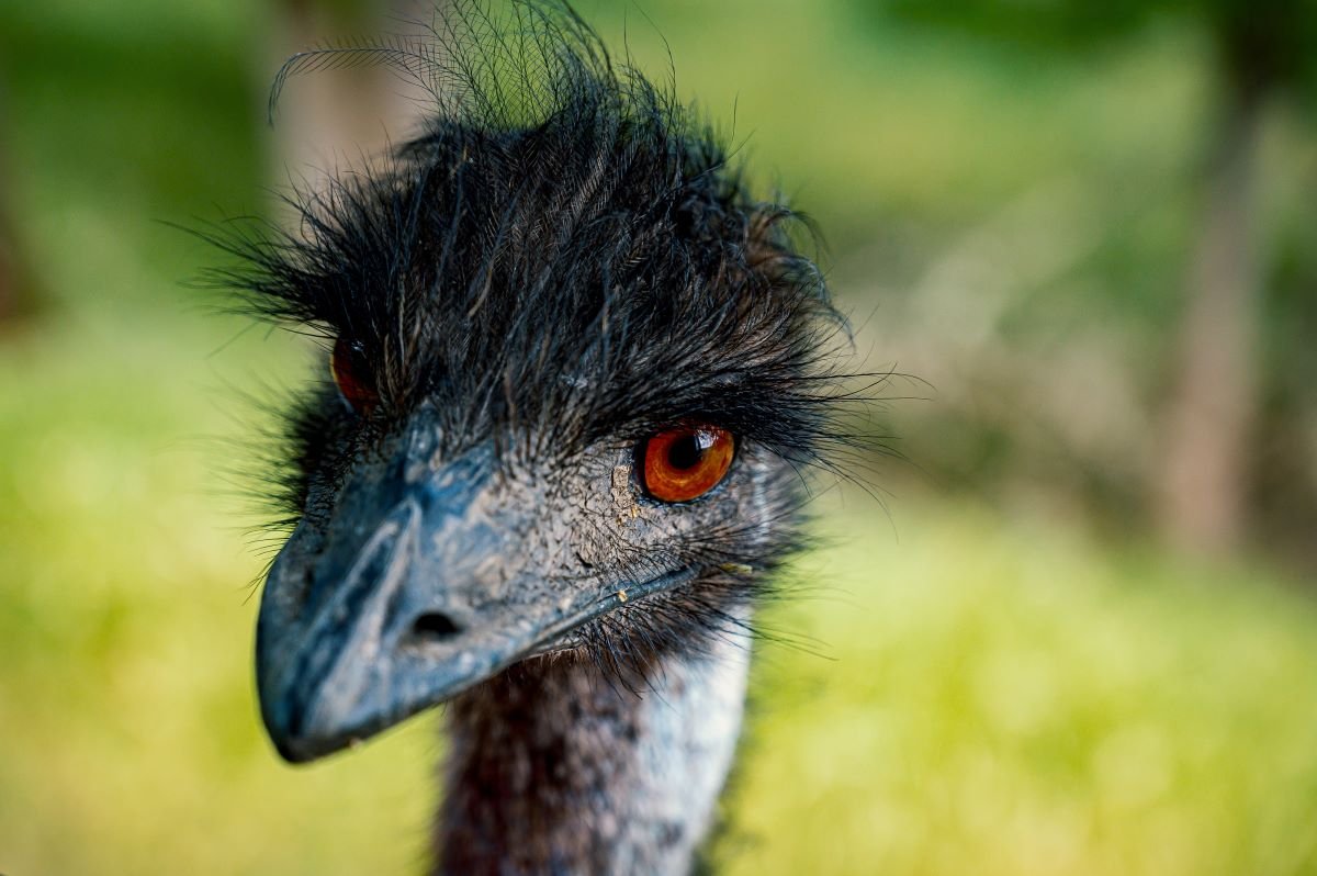 WATCH: Emu’s Great Escape in Alabama (She’s Back Home Now) 