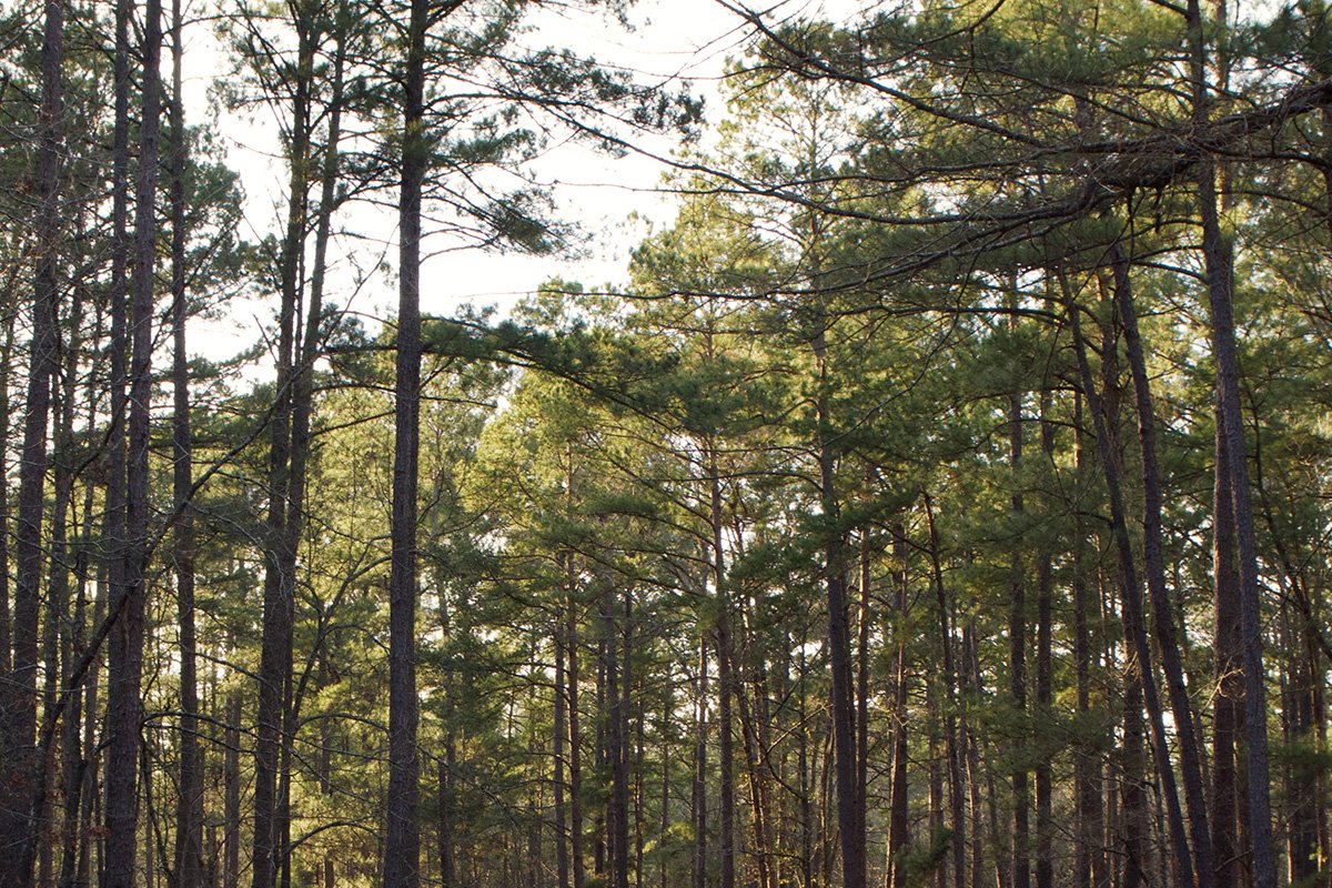 explore-congaree-national-parks-rich-history