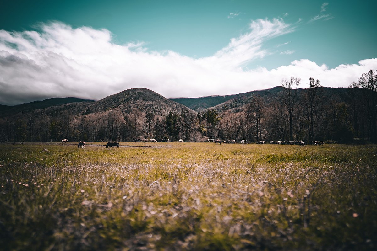 guide-to-cades-cove-great-smoky-mountains-national-park