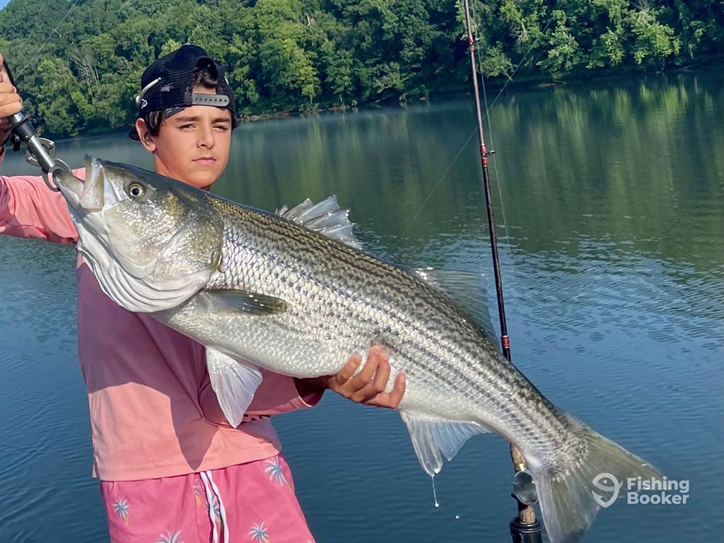 A young boy wearing a back-to-front baseball cap holding a large Striped Bass on a lake in Nashville, TN on a clear day