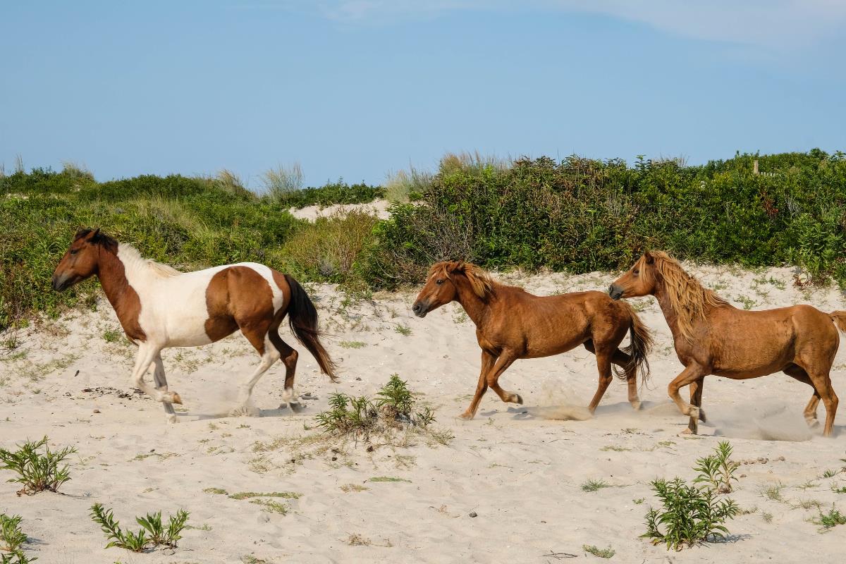 Horses in Assateague 