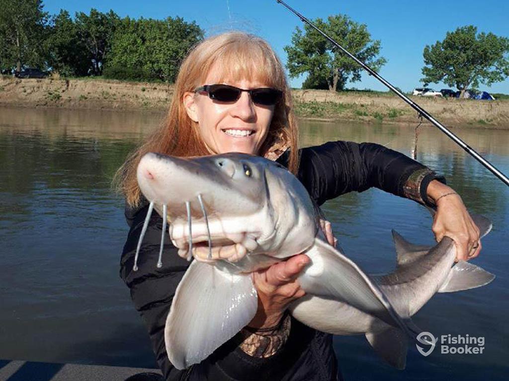 A woman holds a Sturgeon towards the camera on a large river with a shallow muddy bank with a tent and vehicles on the opposite shore, with the fish's mouth and barbels clearly visible