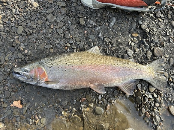 Angler Catches Massive Lake Ontario Trib Winter Steelhead