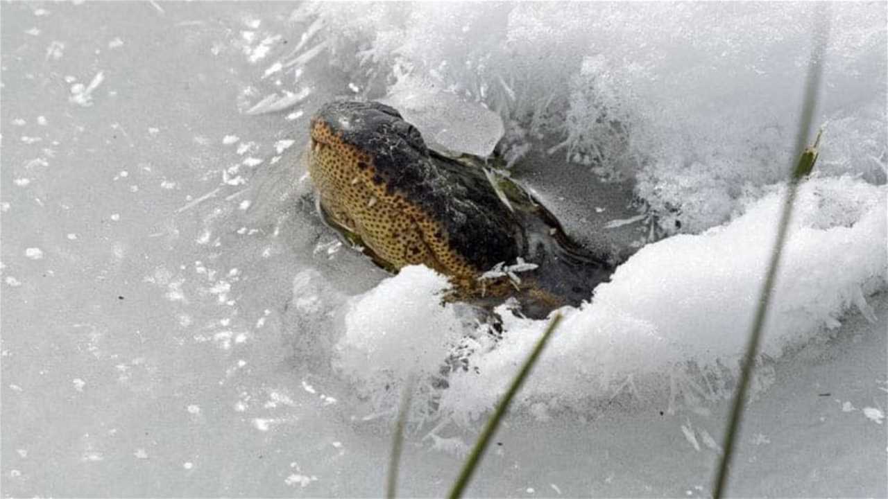 alligator-freeze-technique