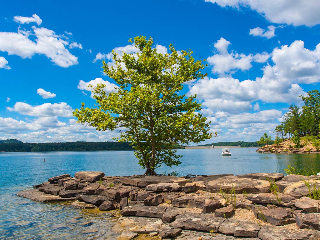 A lone tree on a rocky shoreline overlooking a lake in Kentukcy on a sunny day