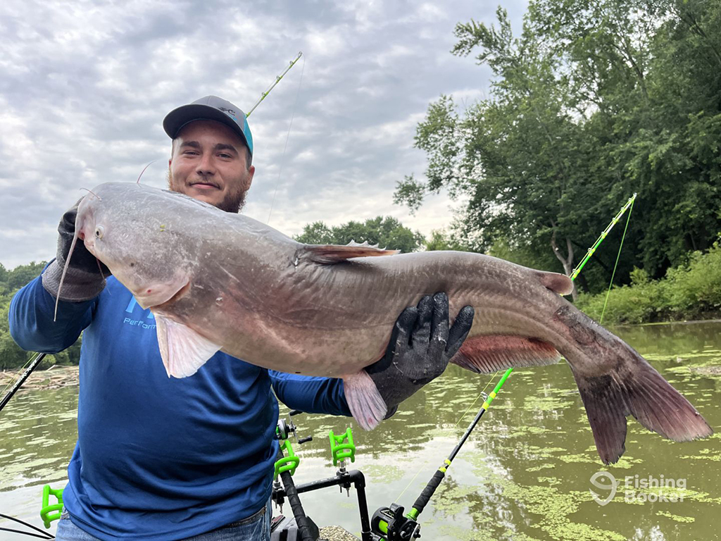 A man in a baseball cap holds a large Catfish while standing on a boat on a murky body of water covered in foliage on a cloudy day